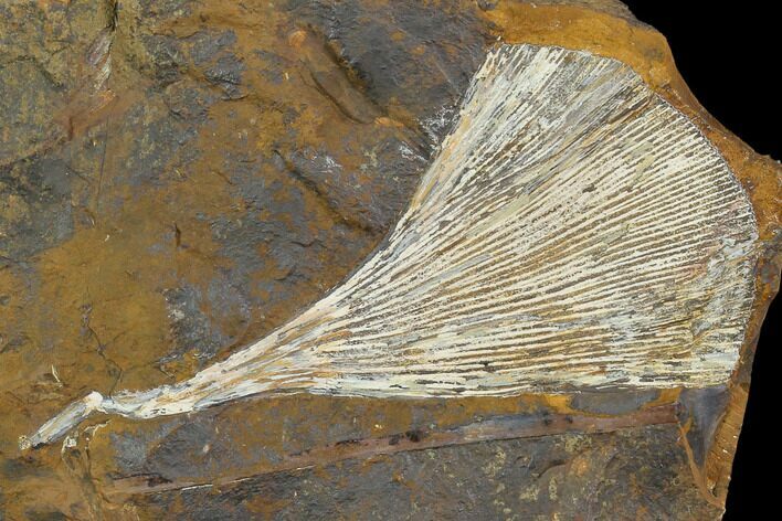 Fossil Ginkgo Leaf From North Dakota - Paleocene #130427